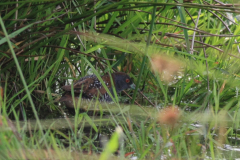 Kleinst waterhoen-Zuidlaardermeergebied 21-6-2015