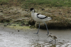 Kluut  en kuiken 1 Texel 16-5-2016