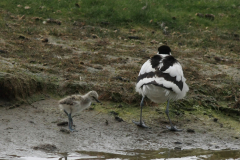 Kluut en kuiken  Texel 16-5-2016