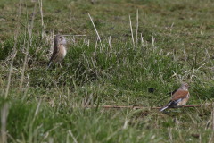 Kneu, ♀ en ♂  Groningen-kust 25-4-2024