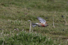 Kneu, ♂  Groningen-kust 25-4-2024