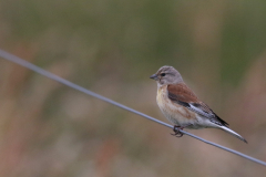 Kneu, ♂  1-Terschelling 18-6-2018