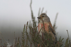 Kneu, ♂ -Drenthe 4-7-2016