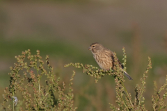 Kneu-Lauwersoog 13-10-2010