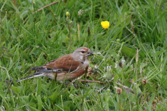 Kneu, ♂ -Schiermonnikoog 20-5-2021