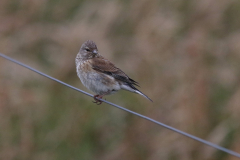 Kneu, ♀ -Terschelling 18-6-2018