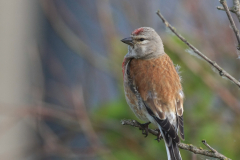 Kneu, ♂ -Terschelling 24-5-2014