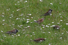 Kneu, ♂  en Huismus-Schiermonnikoog 20-5-2021