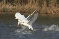 Knobbelzwaan Groningen-stad 28-3-2012