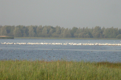 Knobbelzwaan Lauwersmeer 26-7-2006