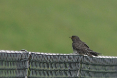 Koekoek,juv. Eemshaven 31-8-2015