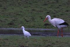 Koereiger en Ooievaar 1-Drenthe 9-3-2017