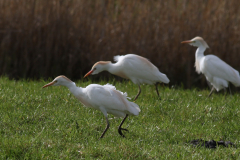 Koereiger 1-Lauwersmeer 22-4-2021