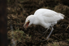 Koereiger 1-Onlanden 3-3-2023 b