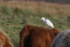 Koereiger 1-Zuidlaardermeergebied 19-11-2021