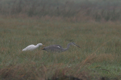 Koereiger en Blauwe reiger 1 Zuidlaardermeergebied 30-9-2009