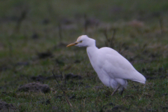 Koereiger 2-Drenthe 8-3-2017