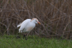 Koereiger, broedkleed 2-Lauwersmeer 22-4-2021