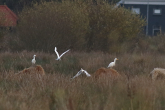 Koereiger 2-Zuidlaardermeergebied 19-11-2021