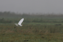 Koereiger 2 Zuidlaardermeergebied 30-9-2009