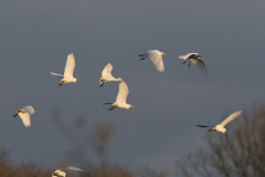 Koereiger 3-Zuidlaardermeergebied 19-11-2021