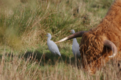 Koereiger 5-Zuidlaardermeergebied 19-11-2021