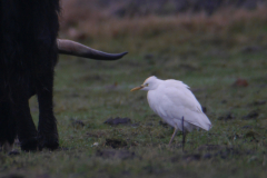 Koereiger-Drenthe 8-3-2017