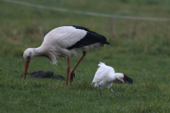 Ooievaar en Koereiger-Groningen-prov. 22-2-2019