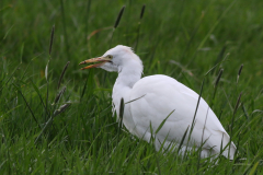 Koereiger  Groningen-stad 29-3-2024