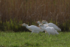 Koereiger-Lauwersmeer 22-4-2021