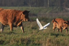 Koereiger Zuidlaardermeergebied 1-11-2011