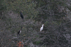 Koereiger en Aalscholver Zuidlaardermeergebied 19-10-2009