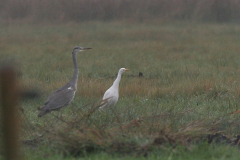 Koereiger en Blauwe reiger-Zuidlaardermeergebied 30-9-2009