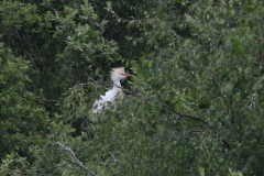 Koereiger, broedkleed, 1 Overijssel 1-6-2023