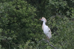 Koereiger, broedkleed, Overijssel 1-6-2023