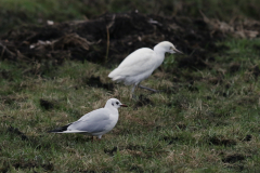 Kokmeeuw en Koereiger-Onlanden 3-3-2023