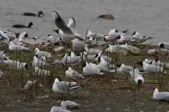 Kokmeeuw 1 Friesland 1-5-2019