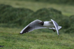 Kokmeeuw, adult  Friesland 1-5-2019