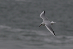 Kokmeeuw-Waddenzee 7-10-2019