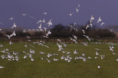 Kokmeeuw Zuidlaardermeergebied 1-4-2015