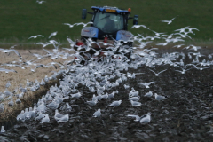 Storm- en Kokmeeuw Groningen-kust 27-1-2023