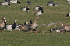 Kolgans en Brandgans-Lauwersmeer 1-4-2007