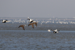 Eider en Koningseider-Waddenzee 14-2-2018