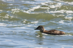 Koningseider 1 Texel 27-8-2014