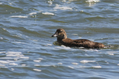 Koningseider Texel 27-8-2014