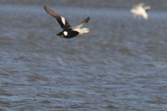 Koningseider Waddenzee 14-2-2018