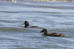 Koningseider en Eider 1-Texel 27-8-2014