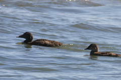 Koningseider en Eider 2-Texel 27-8-2014