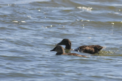 Koningseider en Eider-Texel 27-8-2014