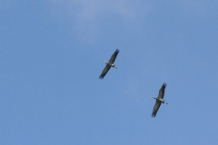 Kraanvogel 1-Friesland 18-7-2015